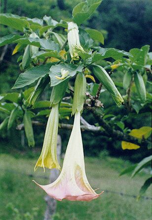 Brugmansia spp.1.jpg